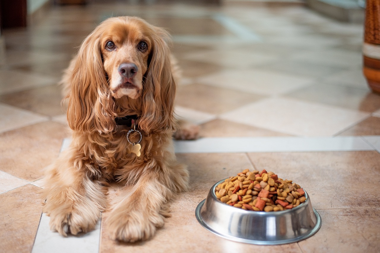 Hundefutter von besten Marken